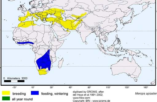 Mapa Abejaruco- Bee-eaters