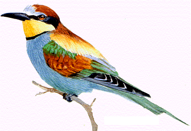 Dibujo Abejaruco - Bee-eaters