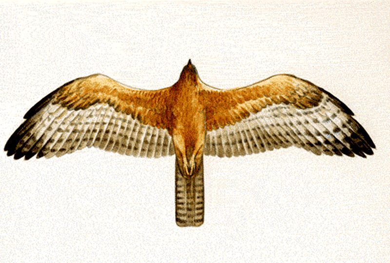 dibujo Águila Culebrera
