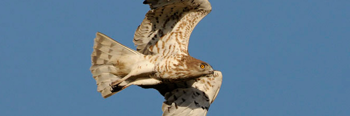 aguila-culebrera