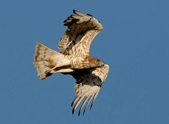  Águila Culebrera