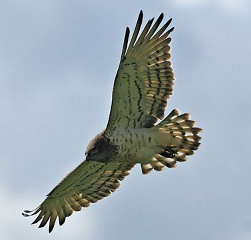 Águila Culebrera