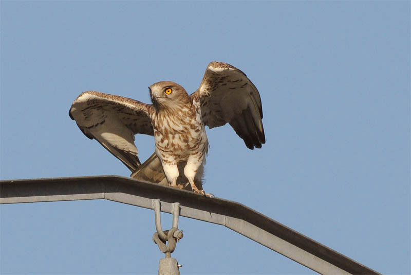 Águila Culebrera