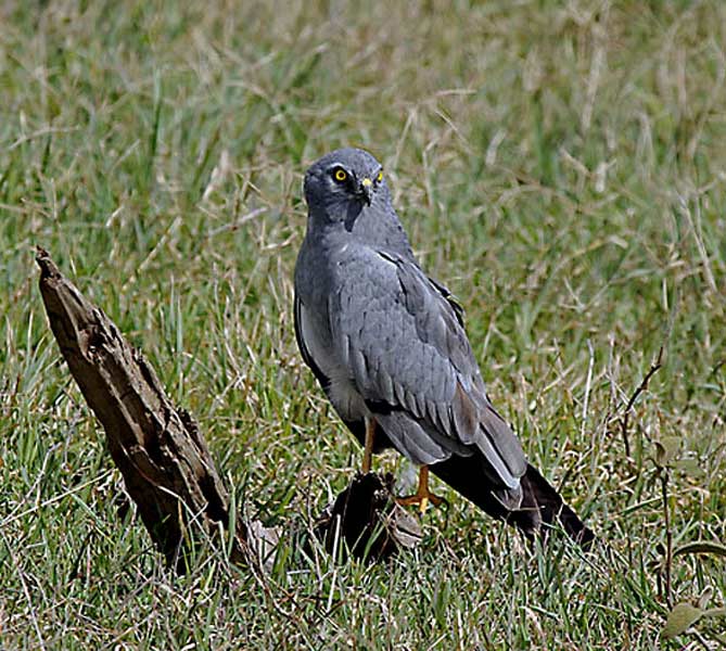 Aguilucho Cenizo en el suelo