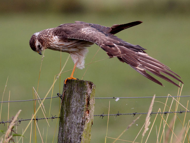 Aguilucho Cenizo posado en un palo