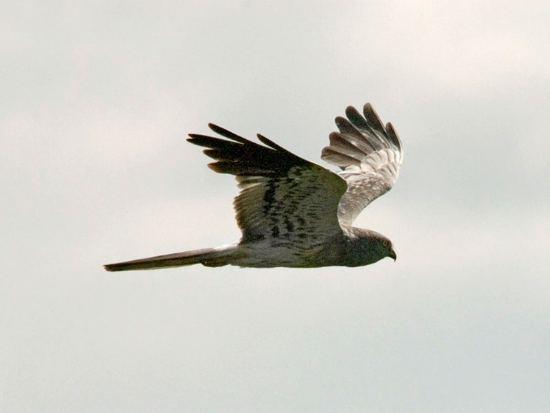 Aguilucho Cenizo en vuelo