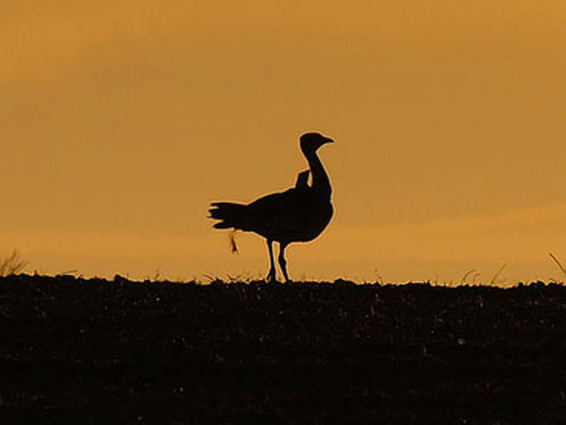 silueta de la Avutarda en el horizonte