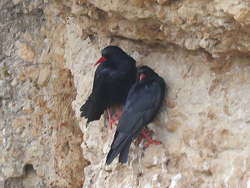 Chova Pitirroja en la roca