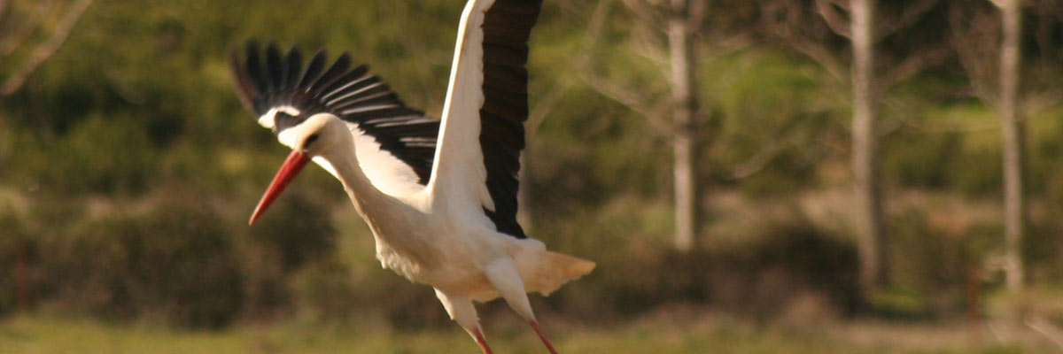 Cigüeña Blanca