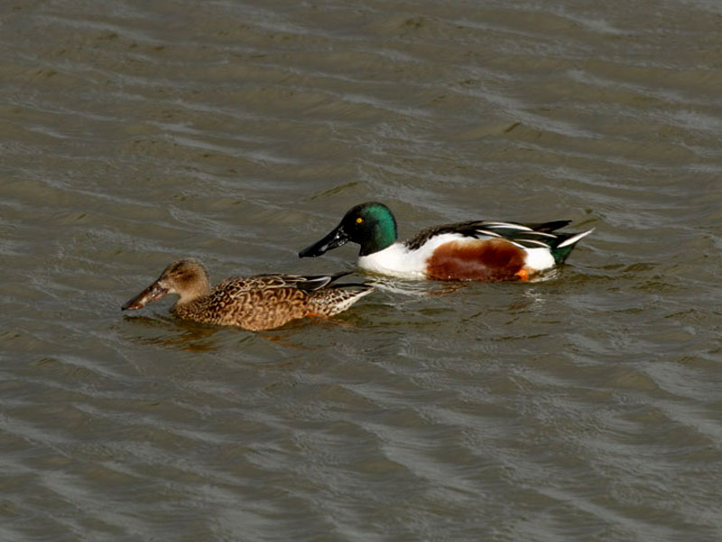 pareja de Cucharas en el agua