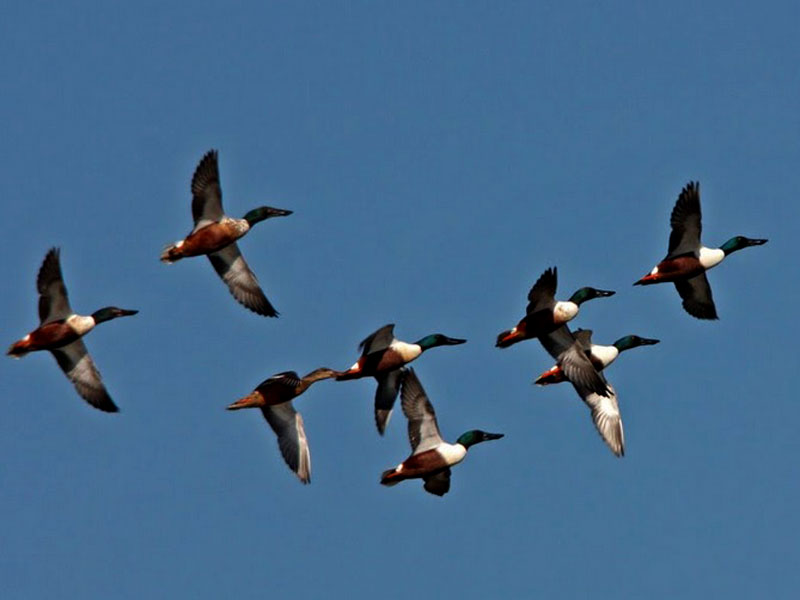 rebaño de cucharas volando