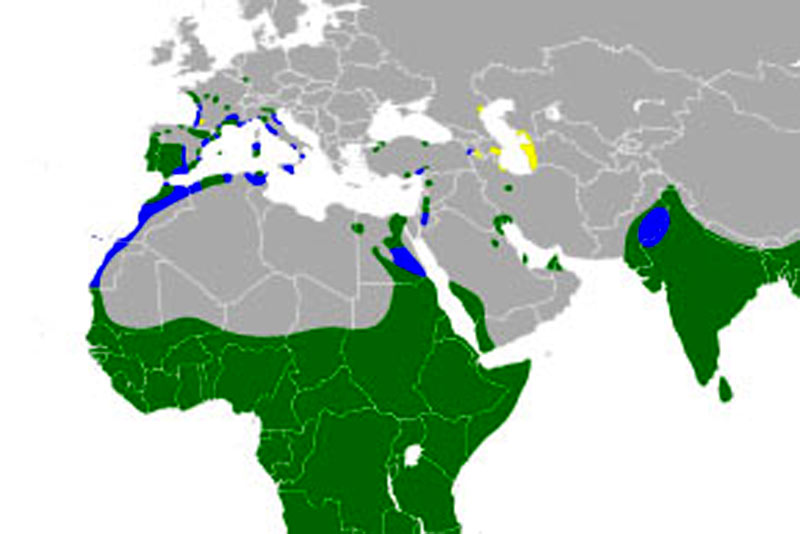 mapa Garcilla bueyera