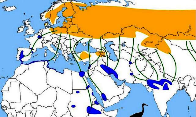 mapa grullas