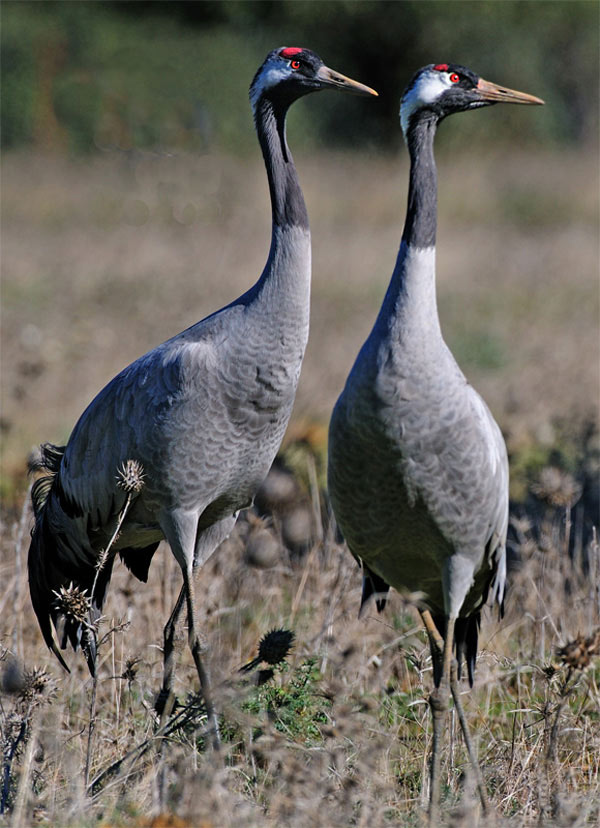 pareja de grullas