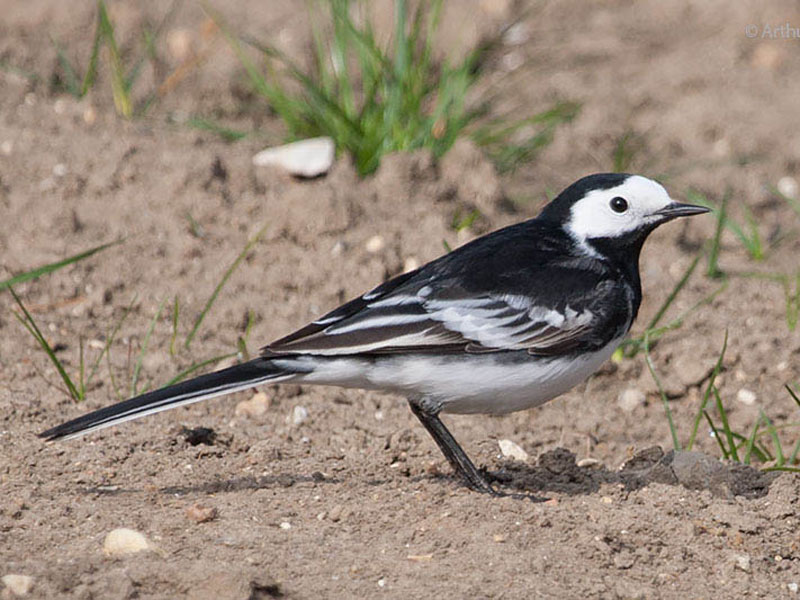 Lavandera blanca