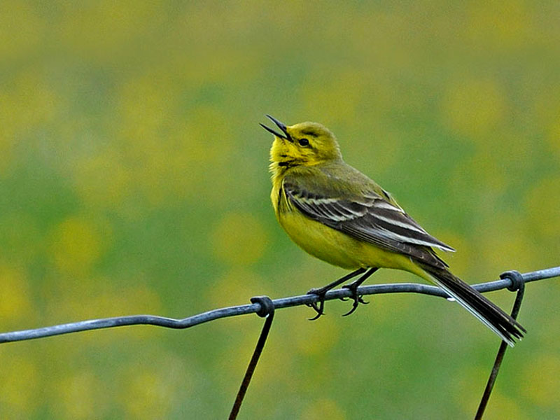 Lavandera Boyera en unos alambres