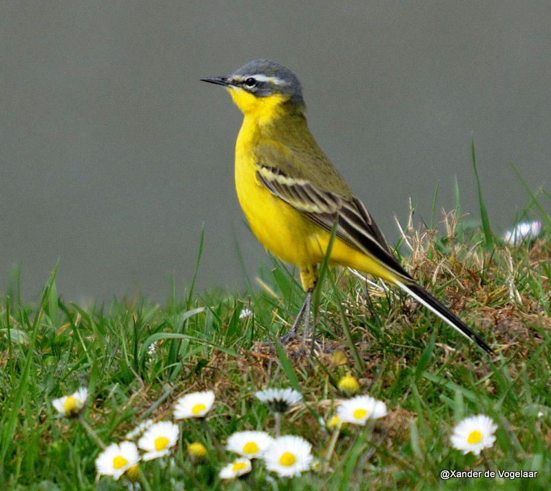 Lavandera Boyera sobre campo de margaritas