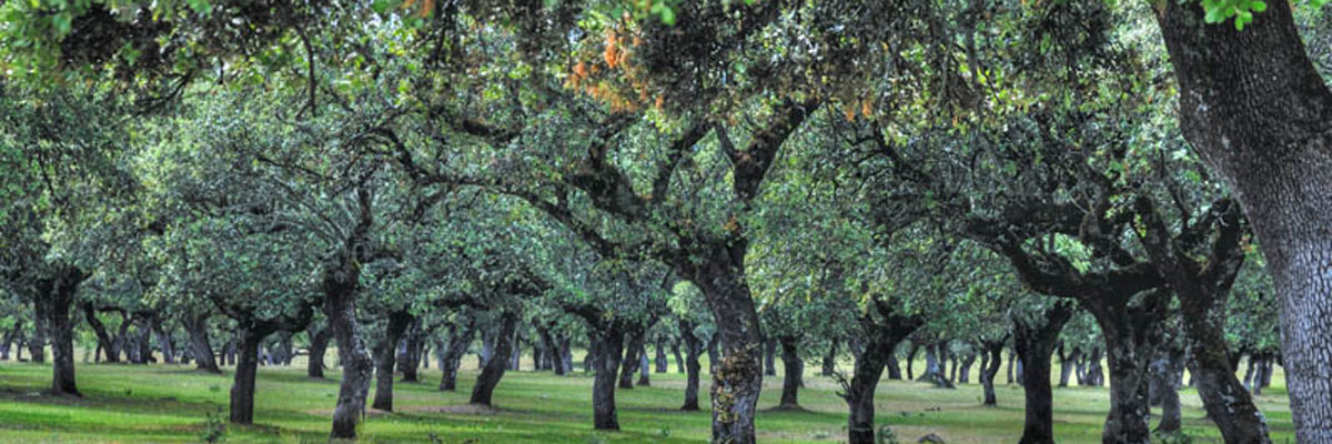 Llanos Aldeacentenera