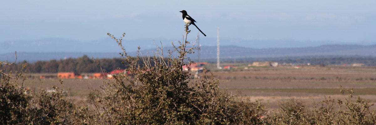 Pájaro en los llanos