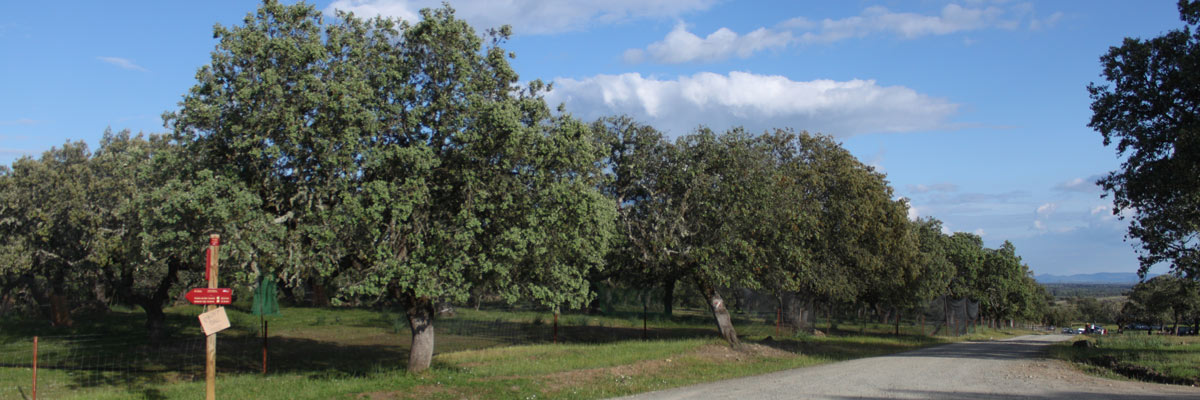 Pájaro en los llanos