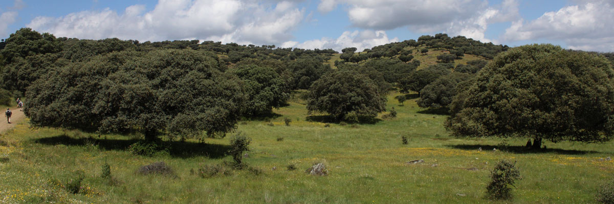 Pájaro en los llanos