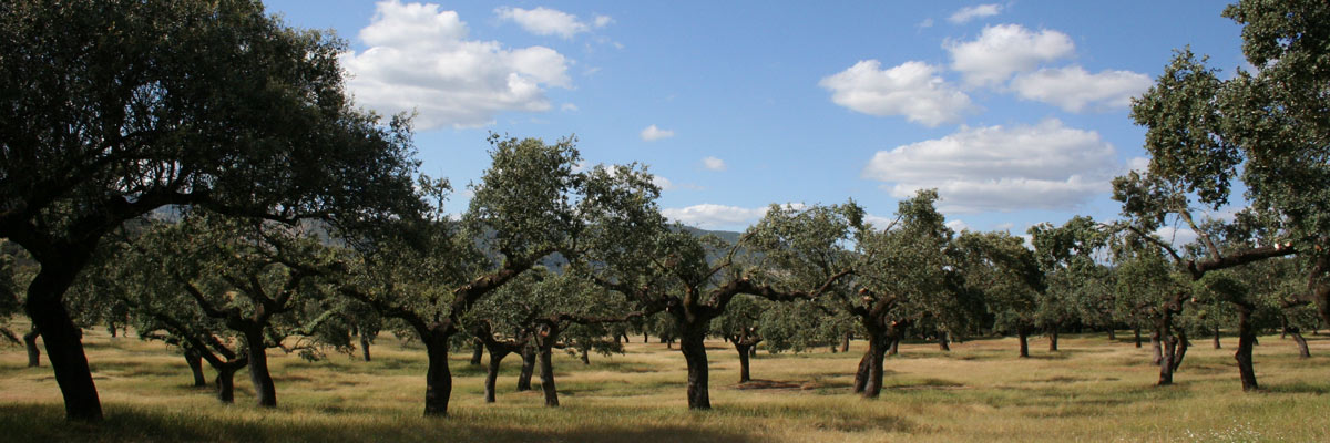 Berrocal de Peraleda de San Román