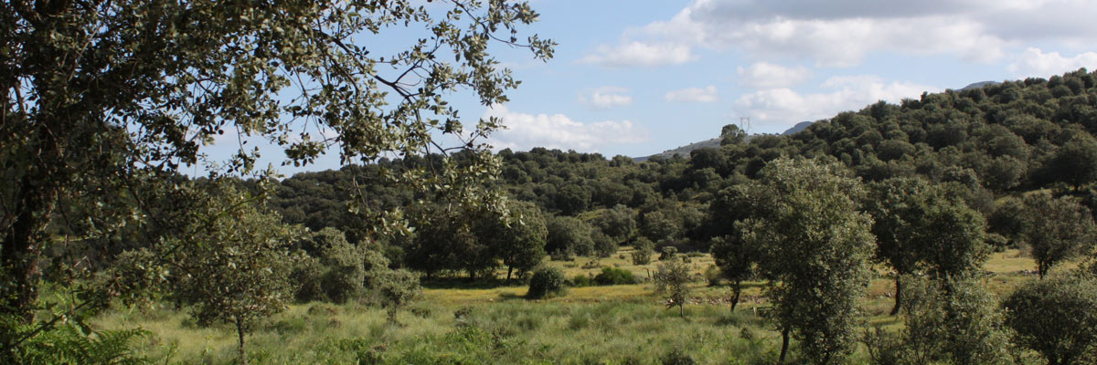 Llanos Aldeacentenera